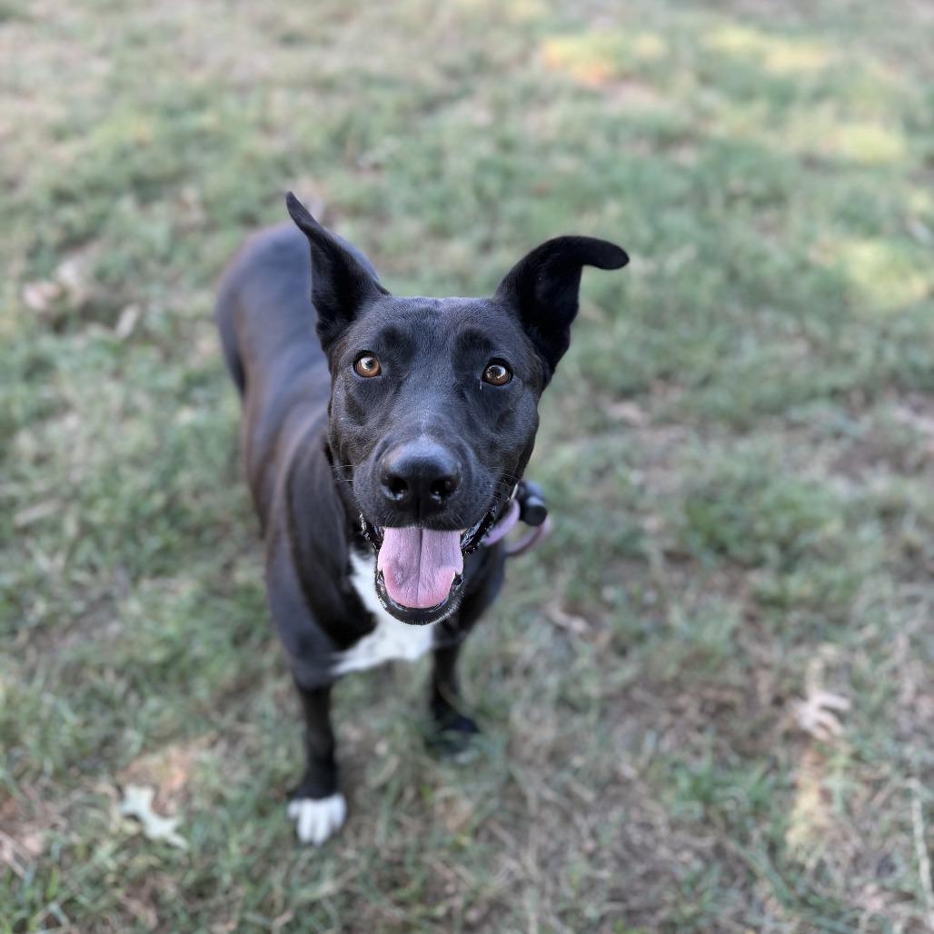 Enlarge Loona, a Adoptable mixed breed in Fayetteville, AR image 6/6