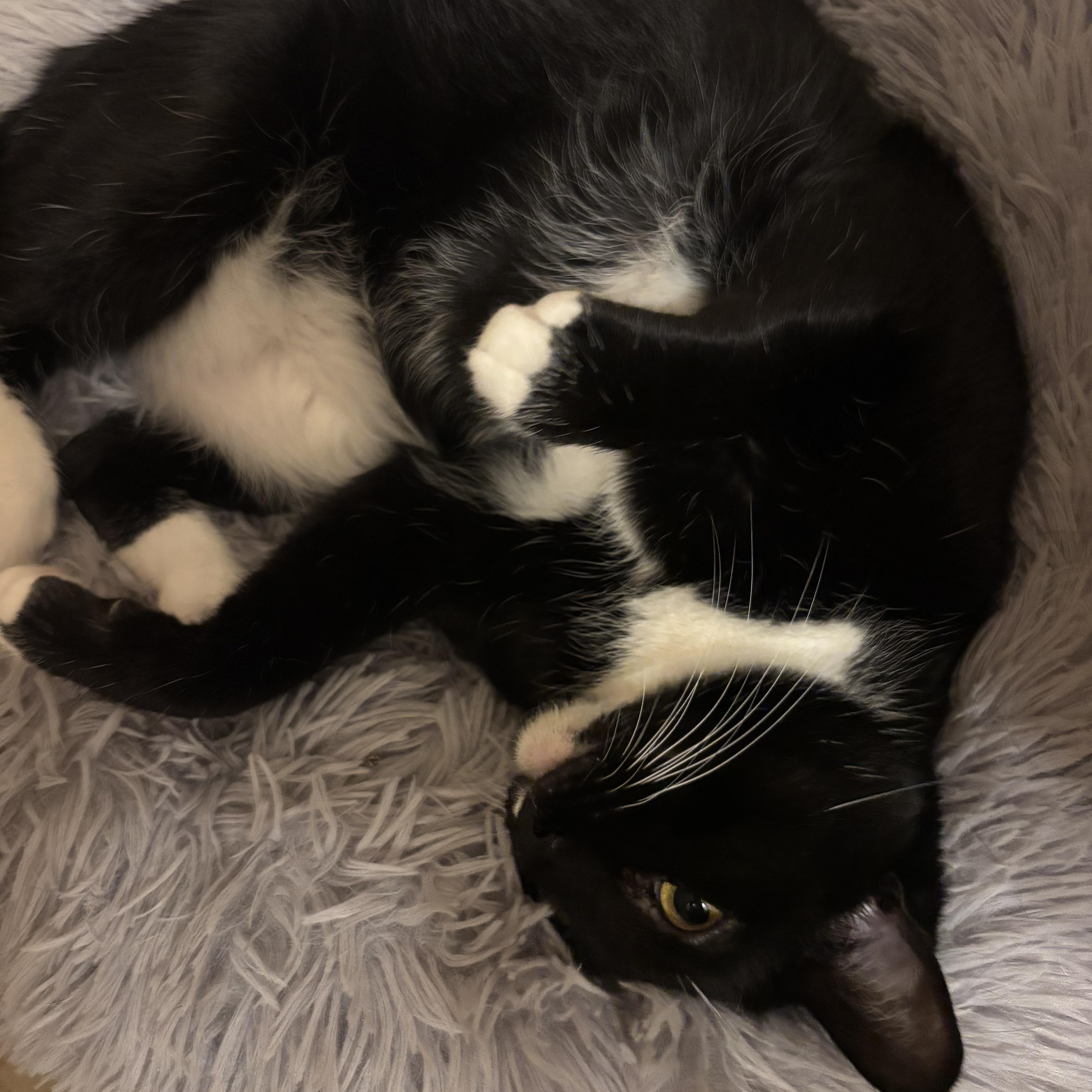 Maggie, a Adoptable Domestic Short Hair in Richmond, VA image 2/2