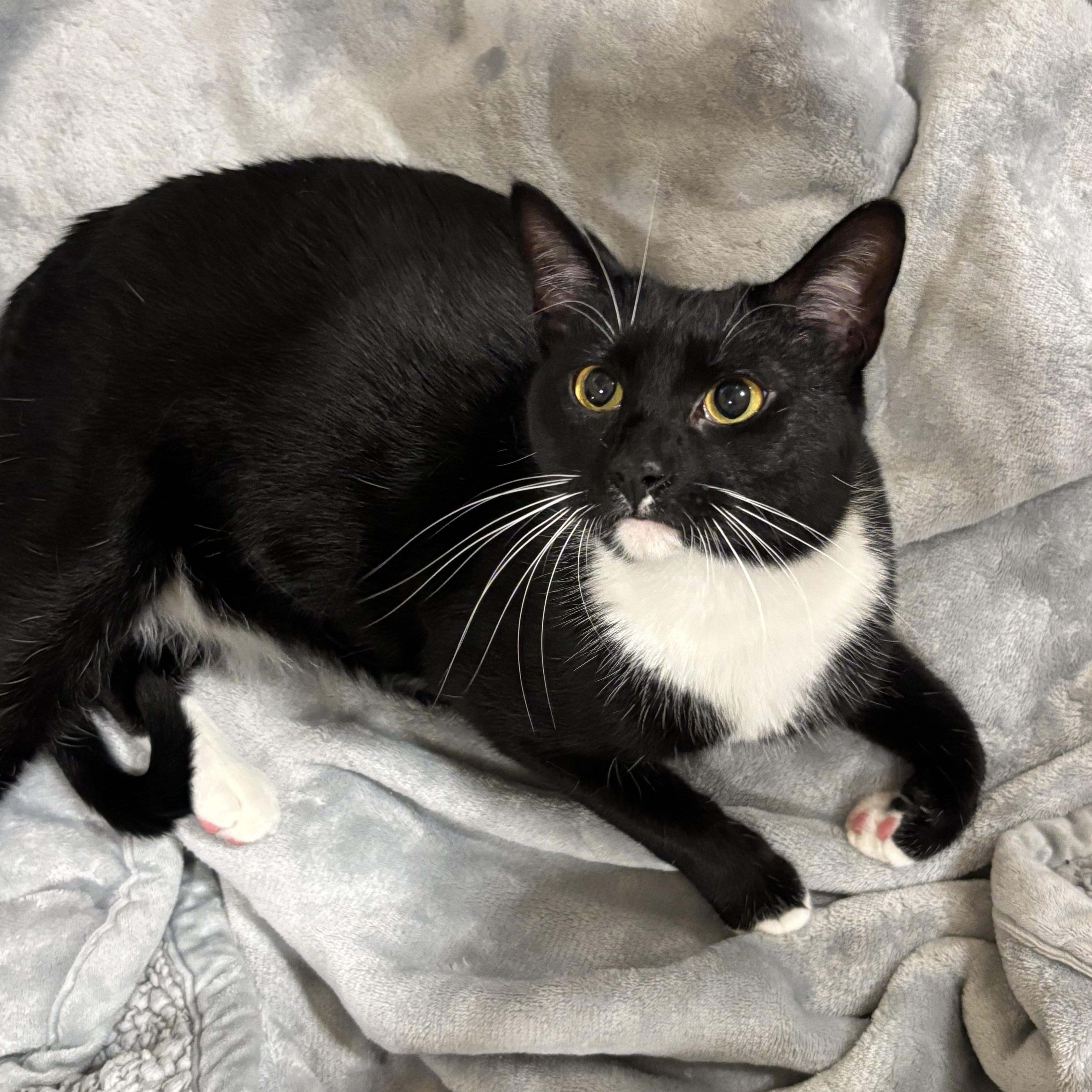 Maggie, Adoptable, Adult Female Domestic Short Hair.