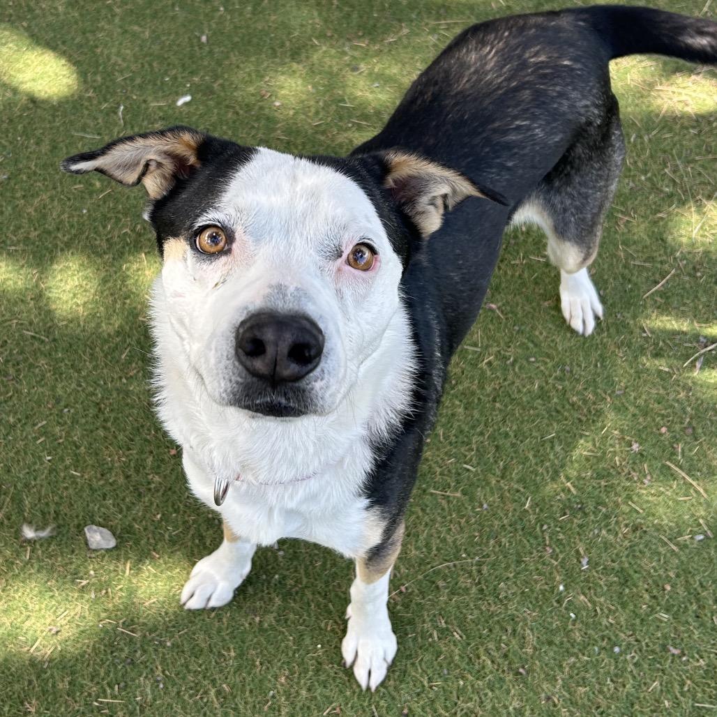 Scram - In Foster!, Adoptable, Adult Male Mixed Breed.