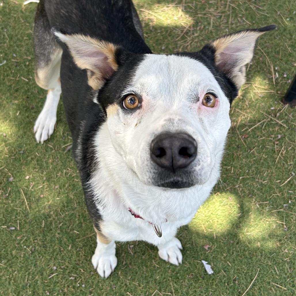 Enlarge Scram - In Foster!, a Adoptable Mixed Breed in Flagstaff, AZ image 2/6