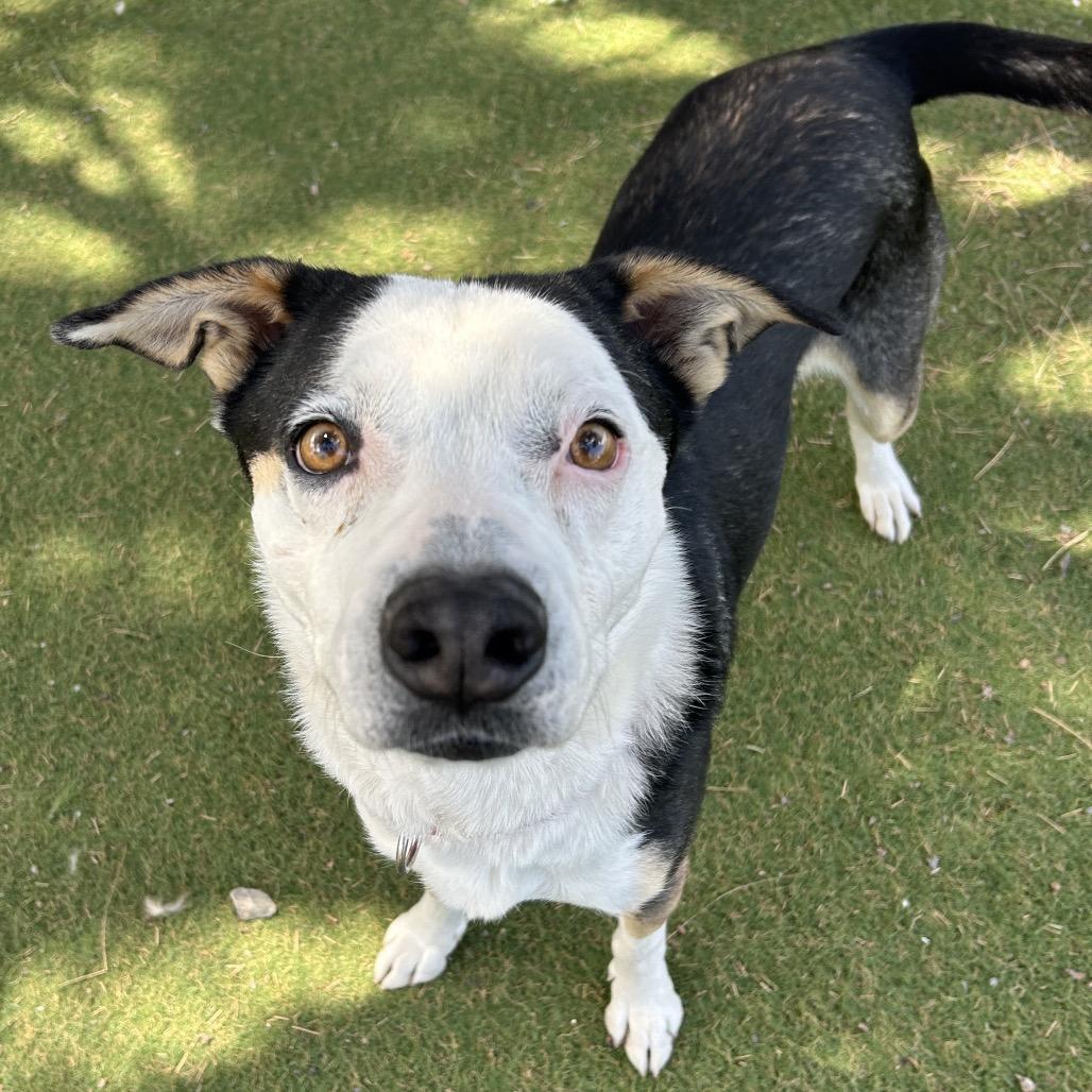 Enlarge Scram - In Foster!, a Adoptable Mixed Breed in Flagstaff, AZ image 3/6