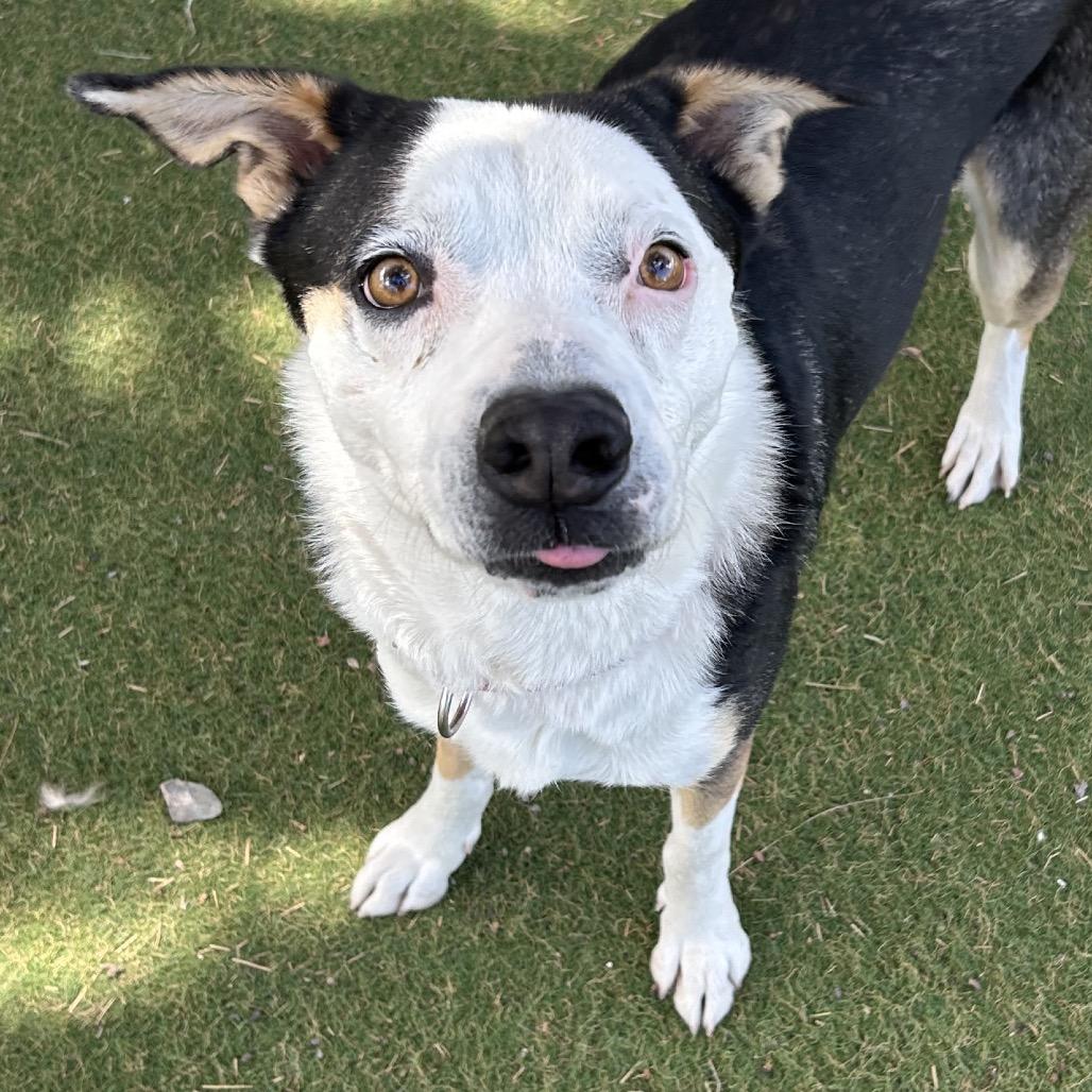 Enlarge Scram - In Foster!, a Adoptable Mixed Breed in Flagstaff, AZ image 4/6