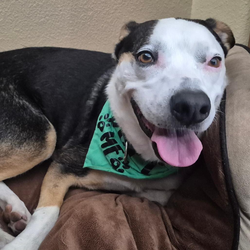 Enlarge Scram - In Foster!, a Adoptable Mixed Breed in Flagstaff, AZ image 5/6