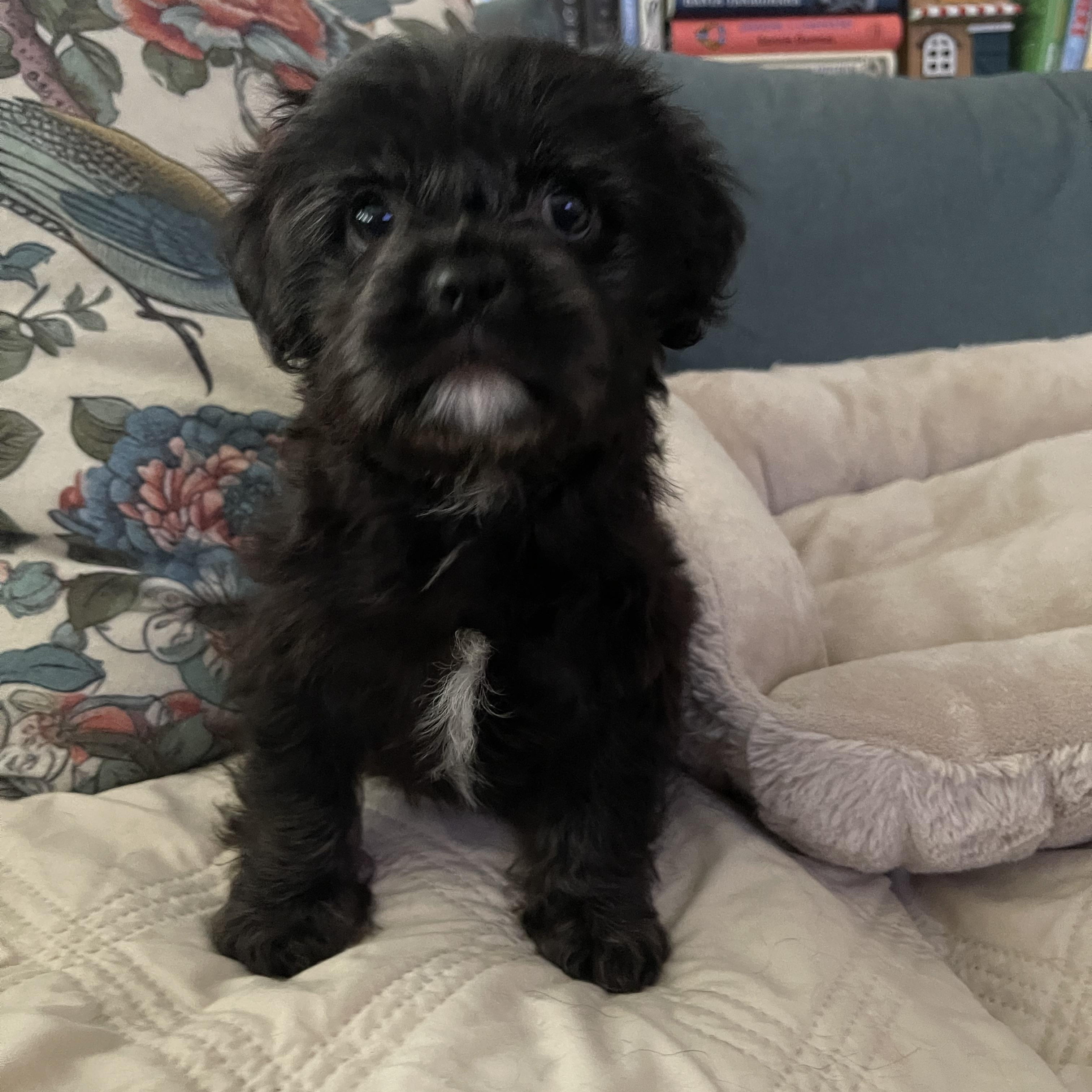 Omgeee, adopted, Puppy Male Shih Tzu.