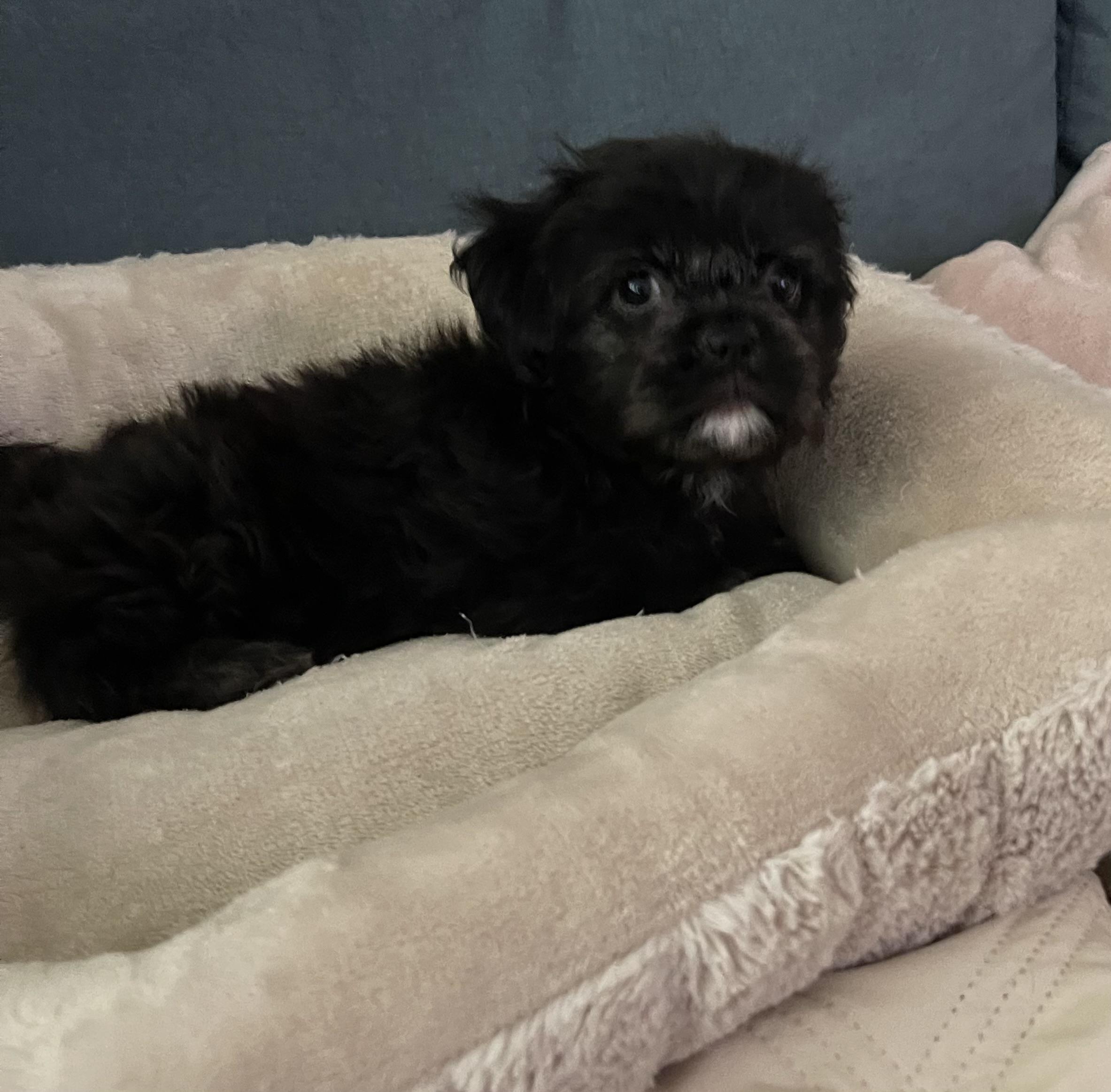 Enlarge Omgeee, an adopted Shih Tzu in Chandler, AZ image 2/5