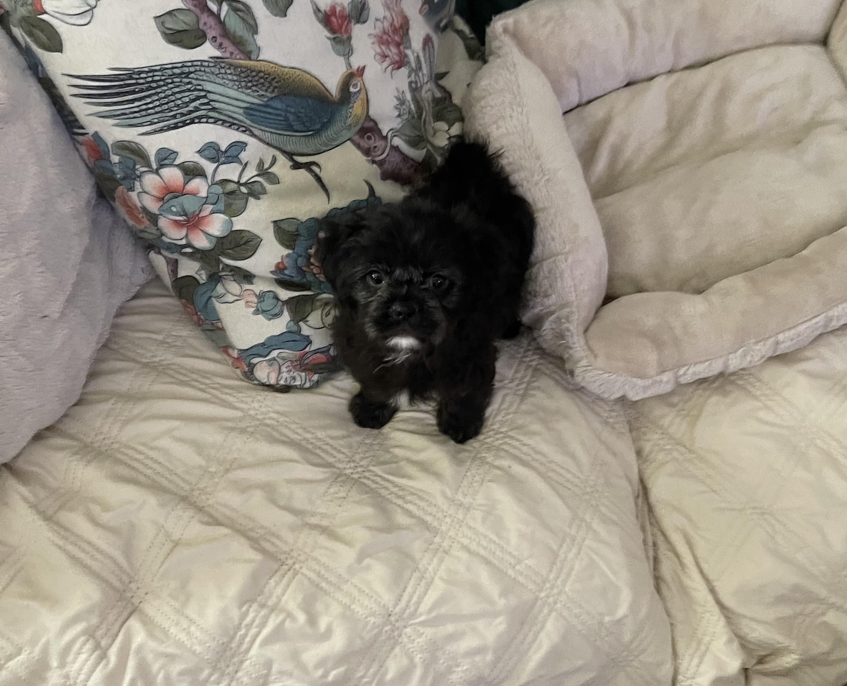 Enlarge Omgeee, an adopted Shih Tzu in Chandler, AZ image 3/5