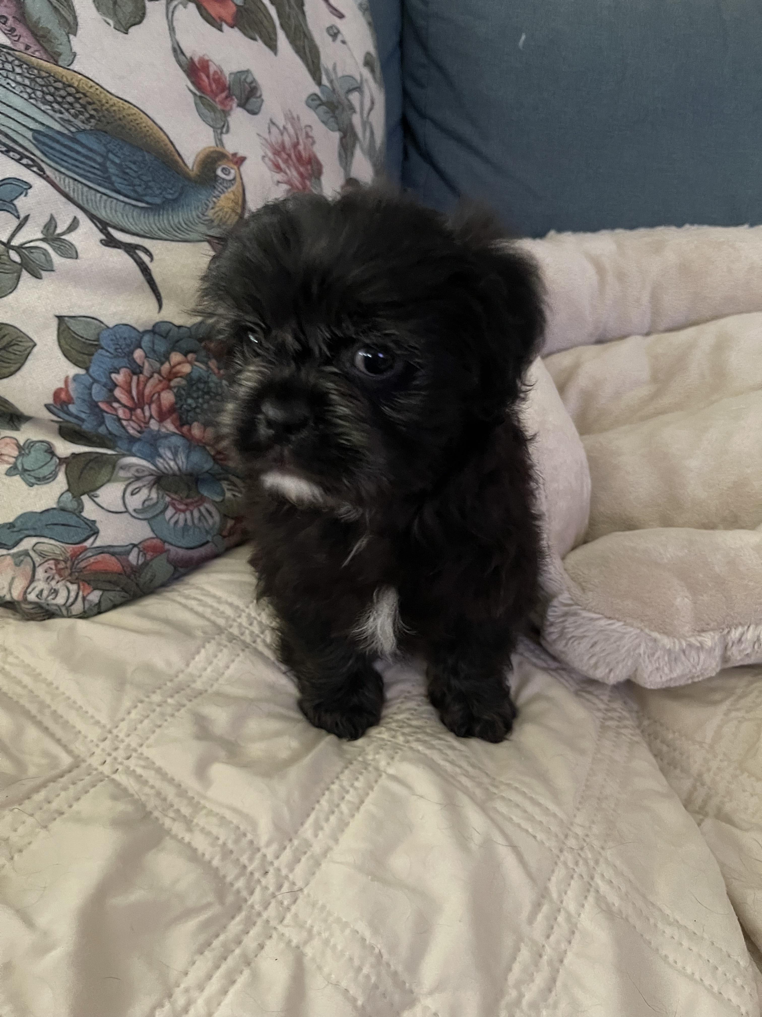 Enlarge Omgeee, an adopted Shih Tzu in Chandler, AZ image 4/5