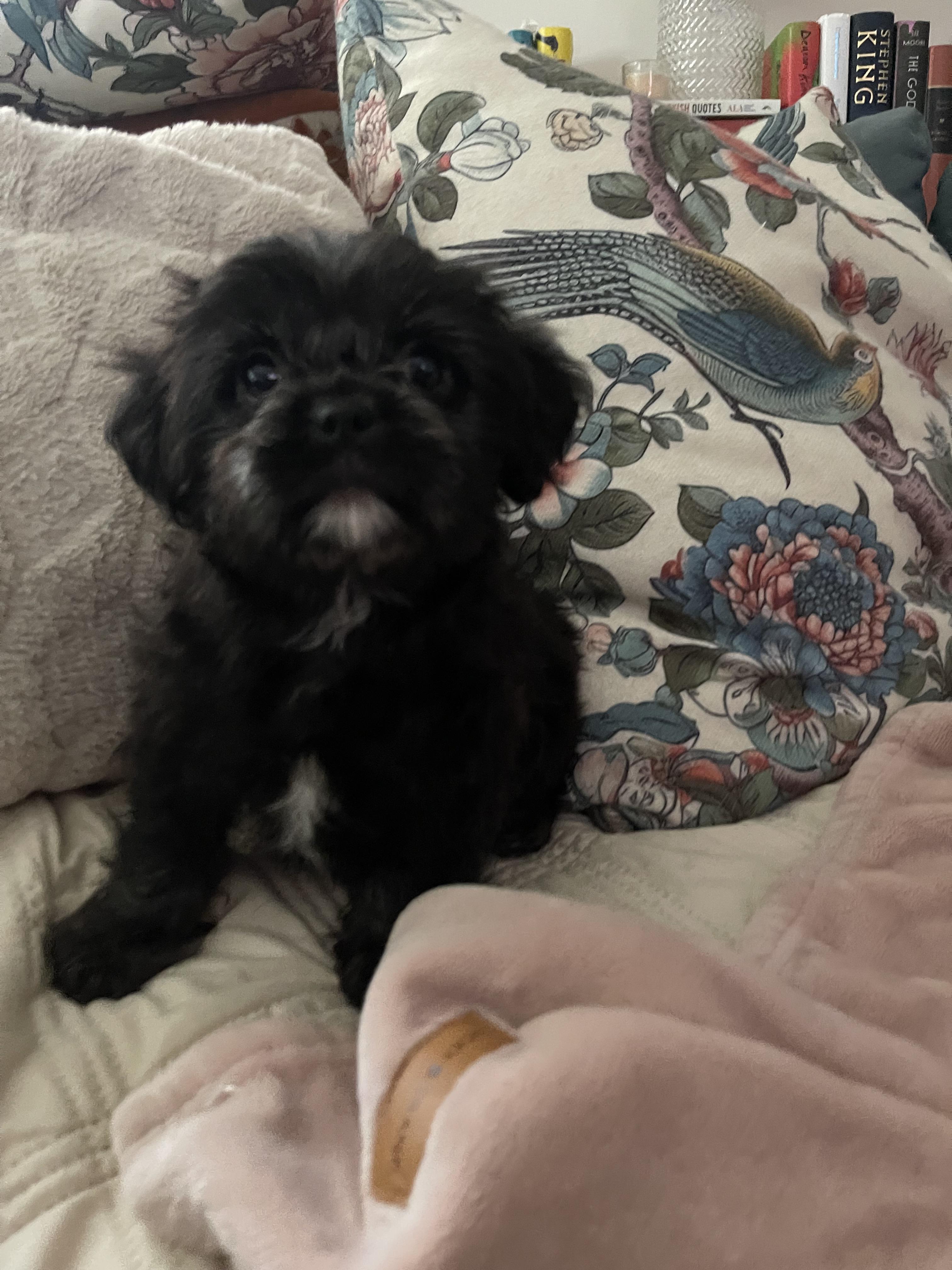 Enlarge Omgeee, an adopted Shih Tzu in Chandler, AZ image 5/5