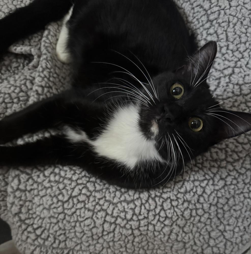 Sugar, Adoptable, Young Female Domestic Short Hair.