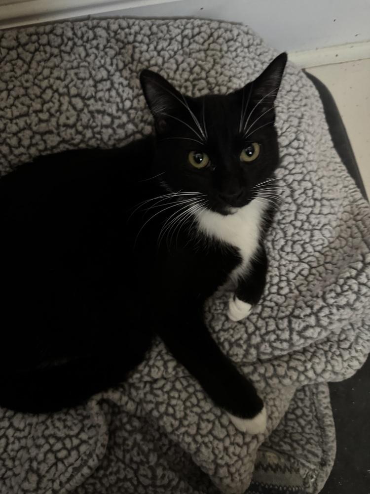 Enlarge Sugar, a Adoptable Domestic Short Hair in Dawson, GA image 2/3