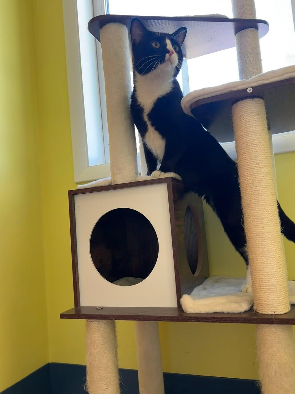 Ace Ventura, a ADOPTABLE Domestic Short Hair in Milton, MA image 2/2