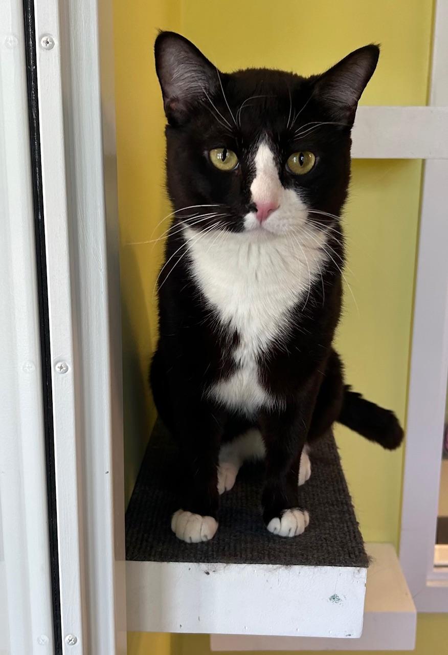 Ace Ventura, a ADOPTABLE Domestic Short Hair in Milton, MA image 1/2