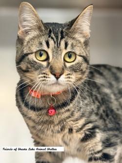 Harper, an adopted Tabby in Shasta Lake, CA image 3/3