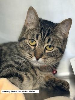 Harper, an adopted Tabby in Shasta Lake, CA image 2/3