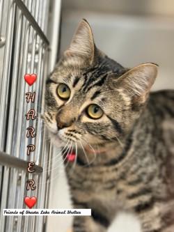 Harper, ADOPTABLE, Young Female Tabby.