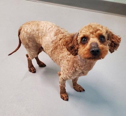 Enlarge Gus (7021), a Adoptable Poodle in Lake City, MI image 1/1