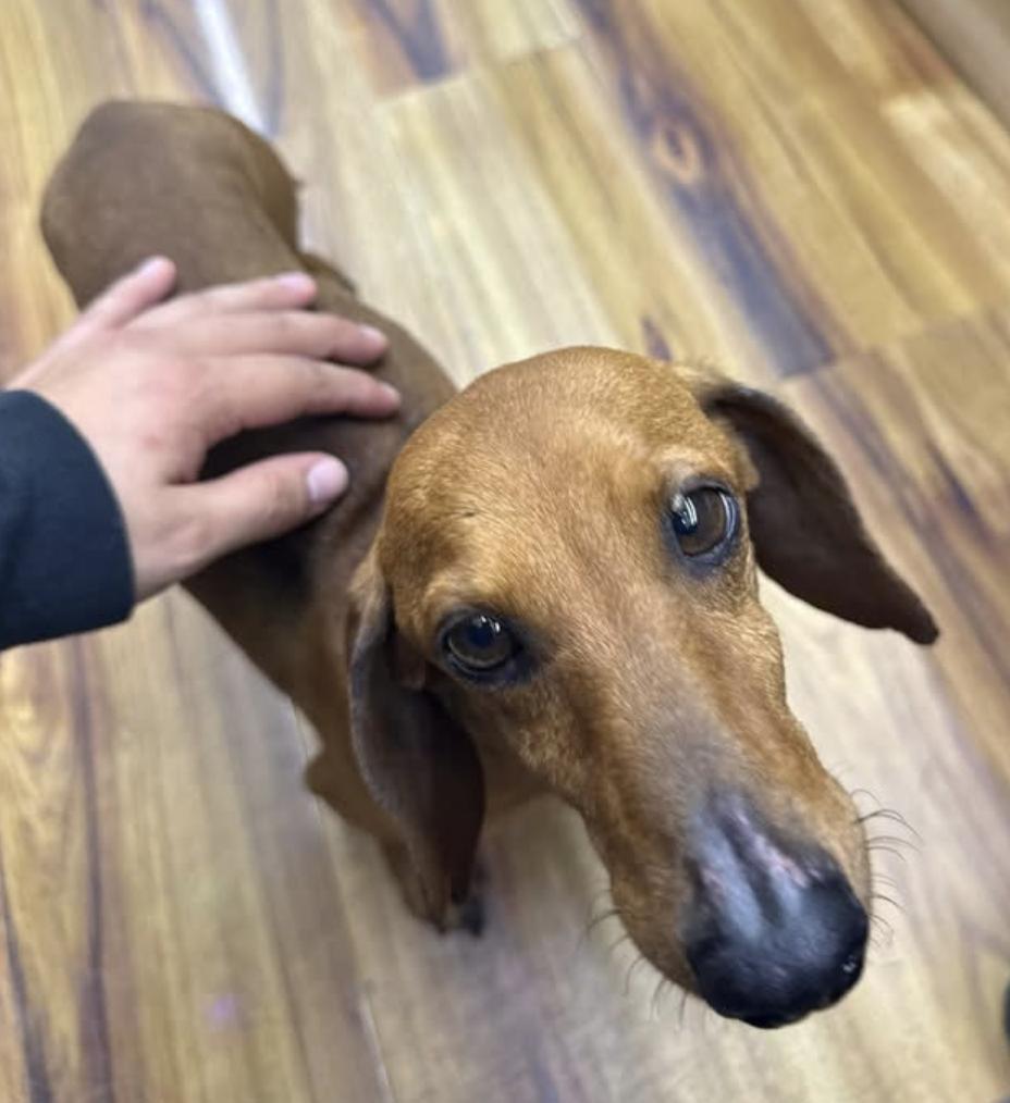 Frick, a Adoptable Dachshund in Arlington, TX image 1/5