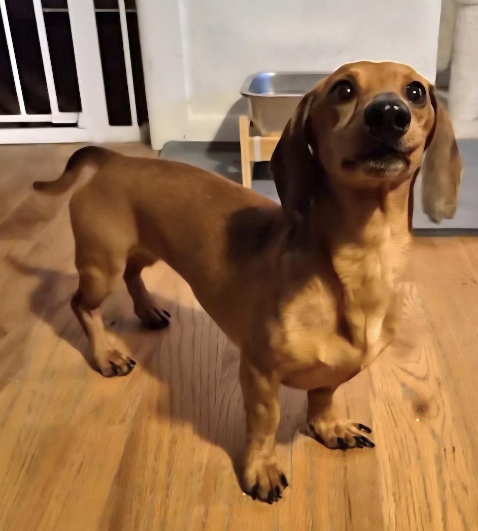 Frick, a Adoptable Dachshund in Arlington, TX image 2/5