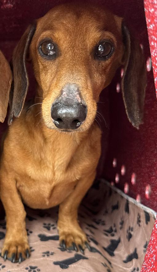 Frick, a Adoptable Dachshund in Arlington, TX image 2/5