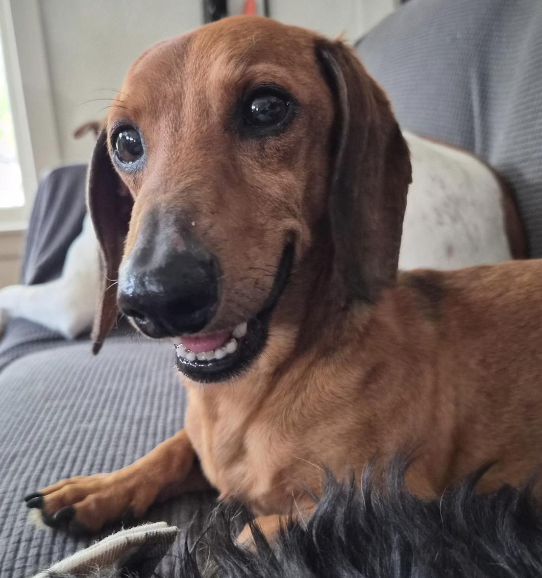 Frick, a Adoptable Dachshund in Arlington, TX image 3/5