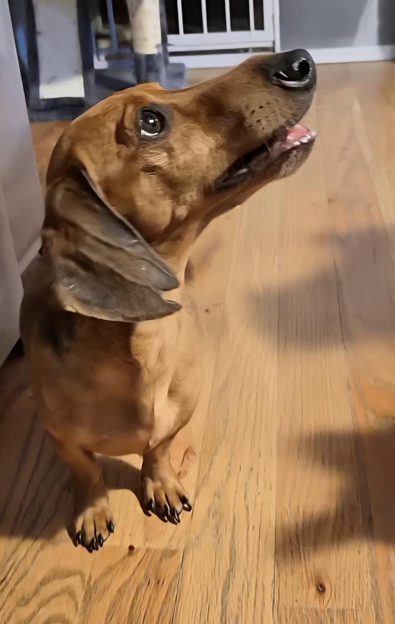 Frick, a Adoptable Dachshund in Arlington, TX image 4/5