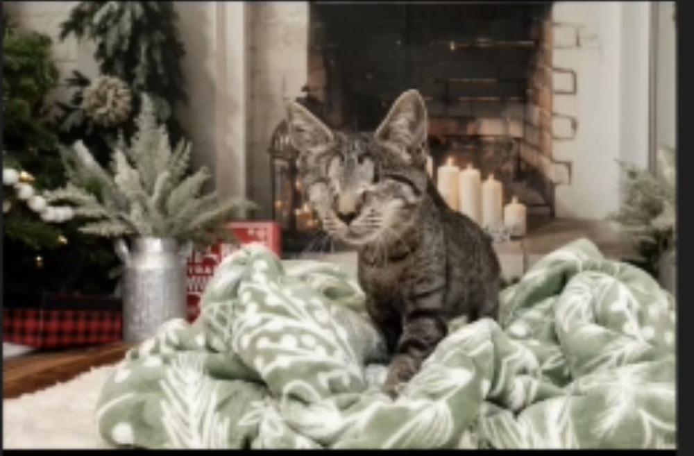 Enlarge Clara, a Adoptable Domestic Short Hair in Fern Park, FL image 1/6