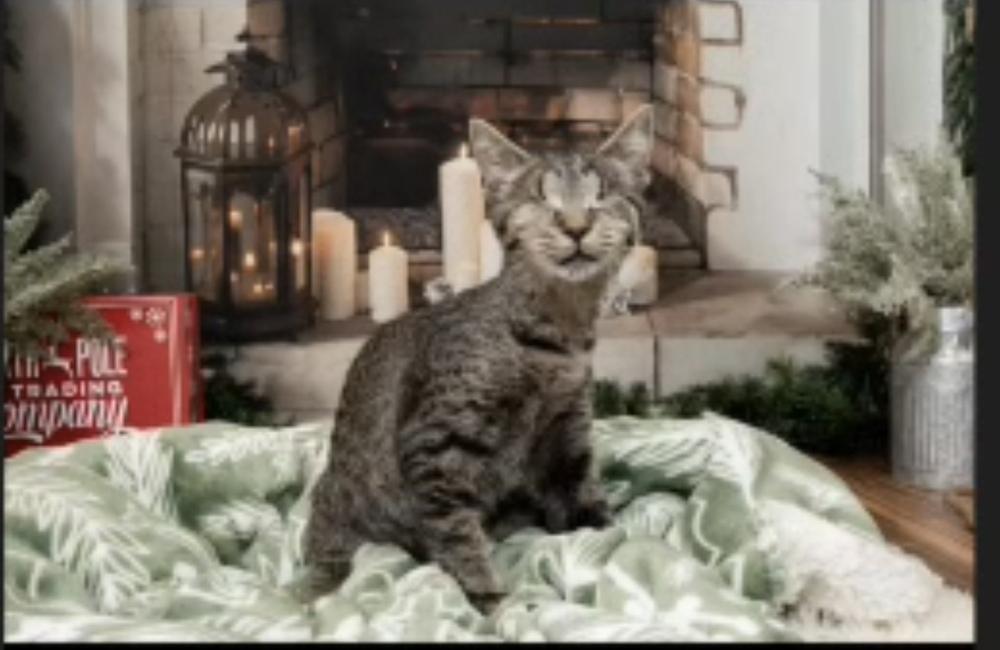 Enlarge Clara, a Adoptable Domestic Short Hair in Fern Park, FL image 2/6