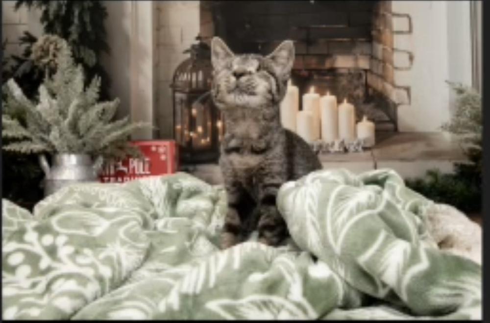 Enlarge Clara, a Adoptable Domestic Short Hair in Fern Park, FL image 4/6