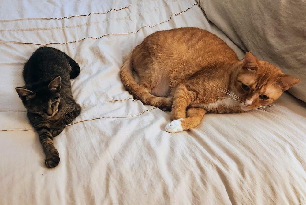 Enlarge Clara, a Adoptable Domestic Short Hair in Fern Park, FL image 5/6