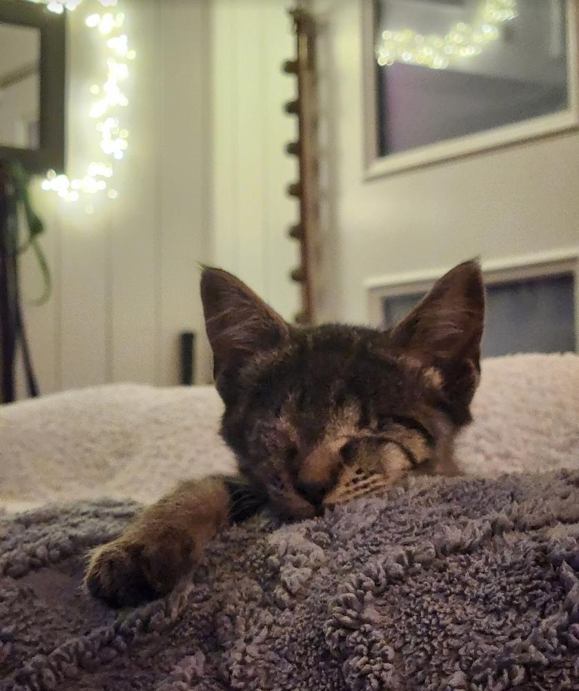 Enlarge Clara, a Adoptable Domestic Short Hair in Fern Park, FL image 6/6