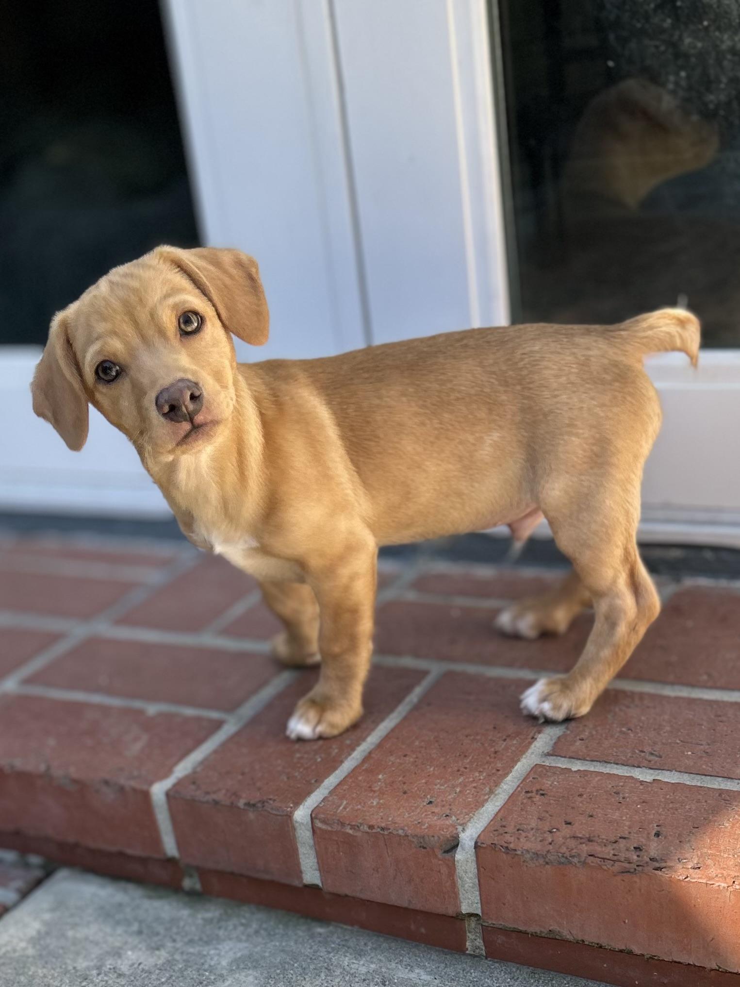Petey, ADOPTABLE, Puppy Male Corgi.