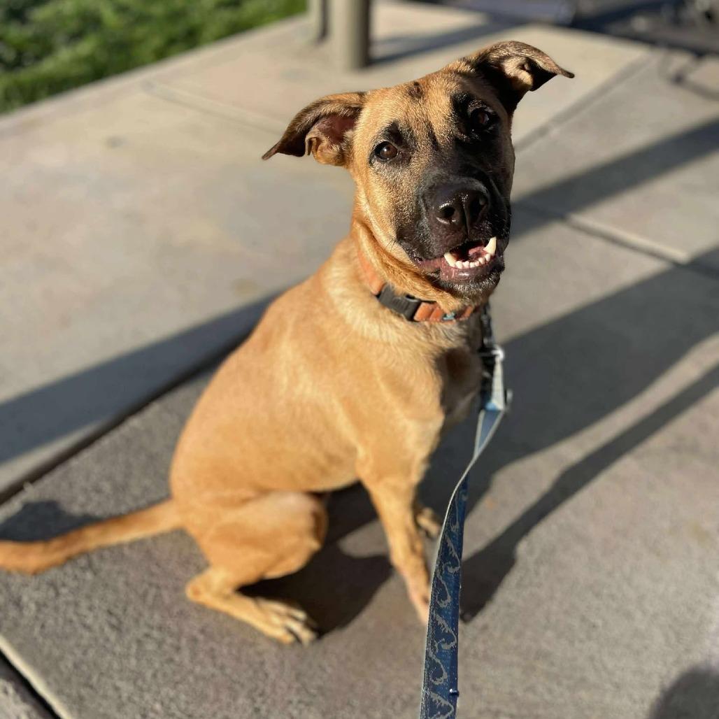 Enlarge Eddie, a Adoptable Mixed Breed in Bend, OR image 1/6