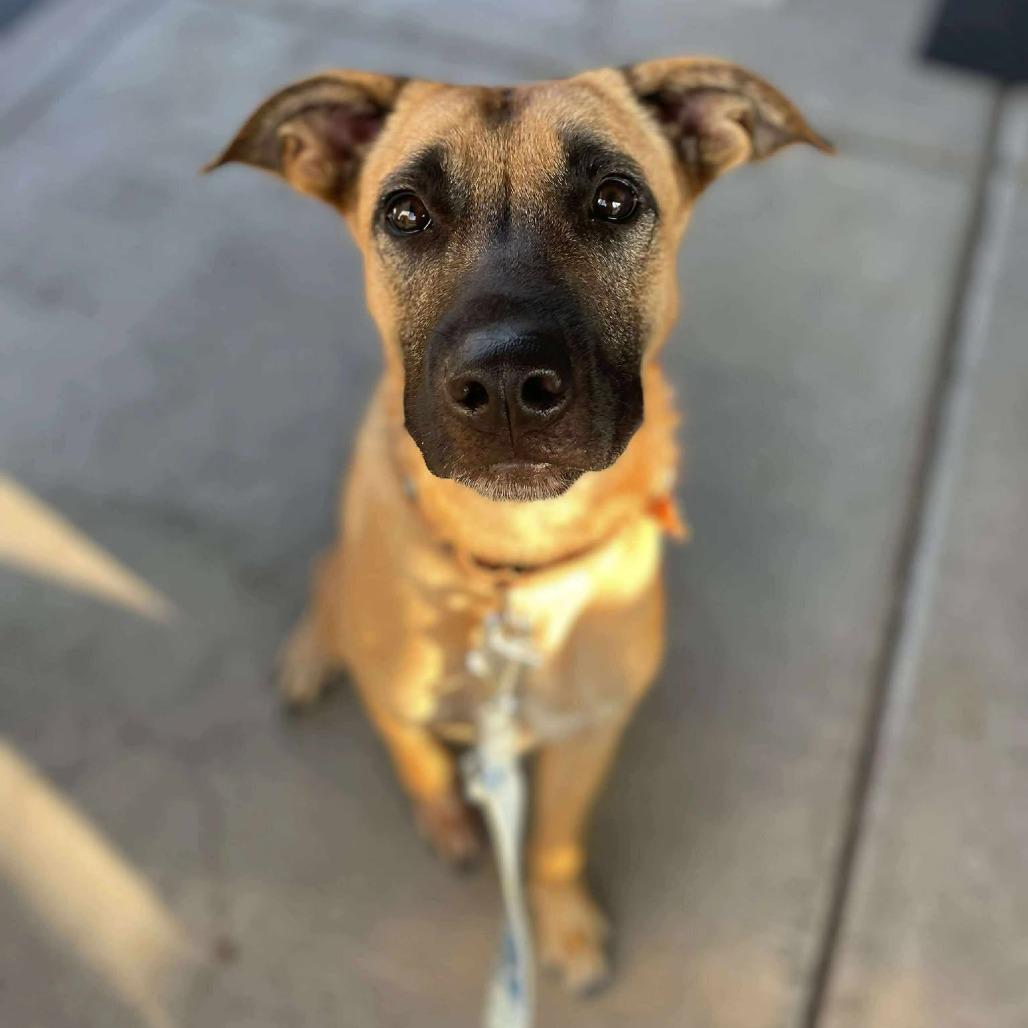 Enlarge Eddie, a Adoptable Mixed Breed in Bend, OR image 2/6
