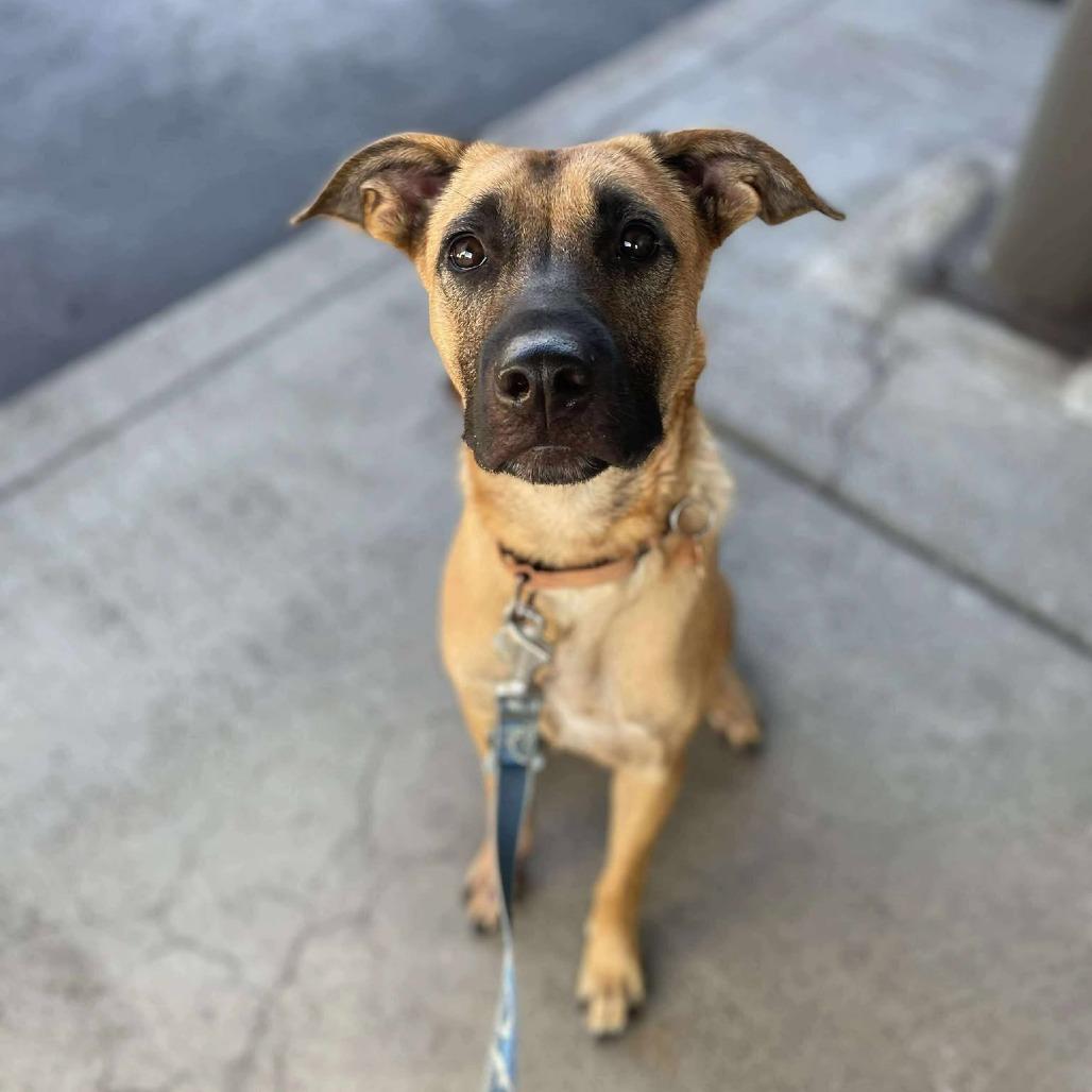 Enlarge Eddie, a Adoptable Mixed Breed in Bend, OR image 3/6