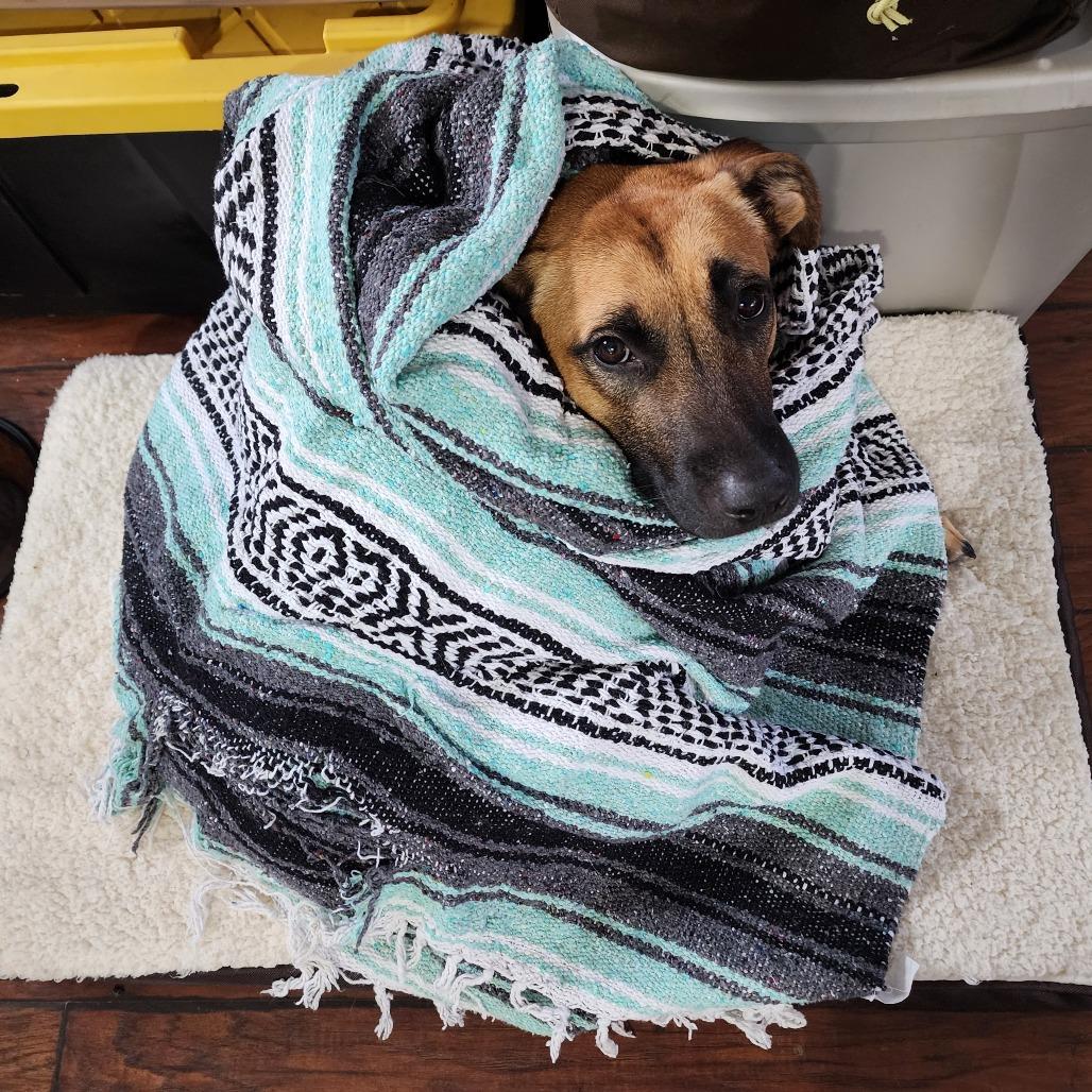 Enlarge Eddie, a Adoptable Mixed Breed in Bend, OR image 4/6