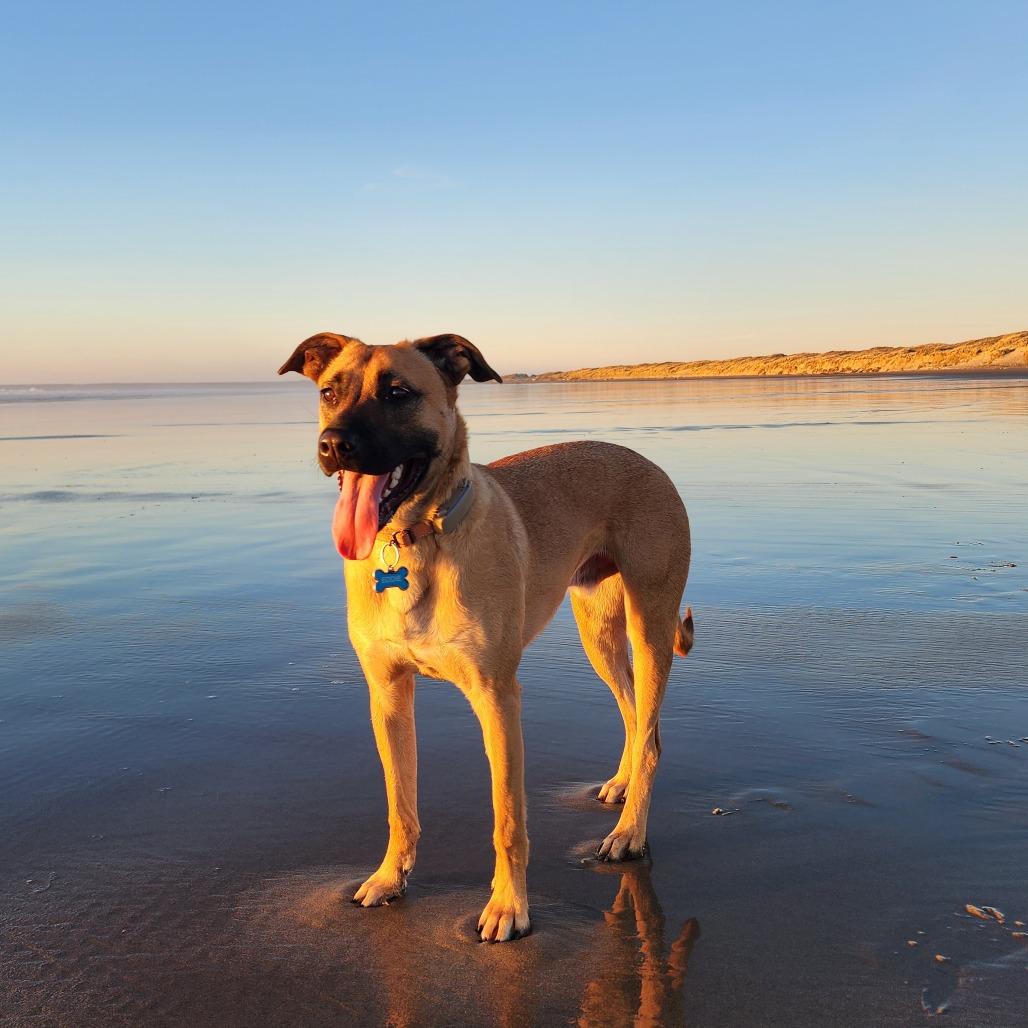 Enlarge Eddie, a Adoptable Mixed Breed in Bend, OR image 5/6