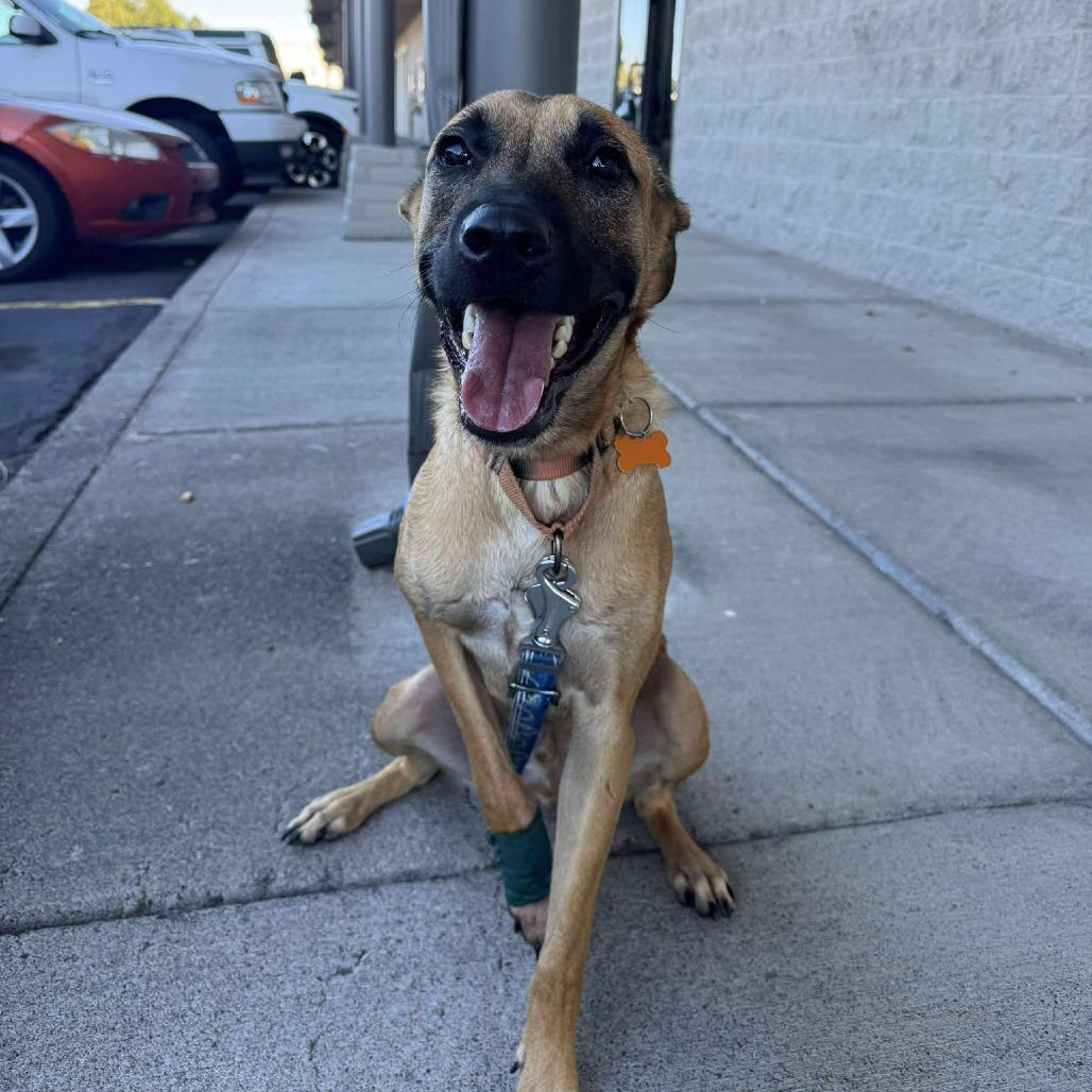 Enlarge Eddie, a Adoptable Mixed Breed in Bend, OR image 6/6