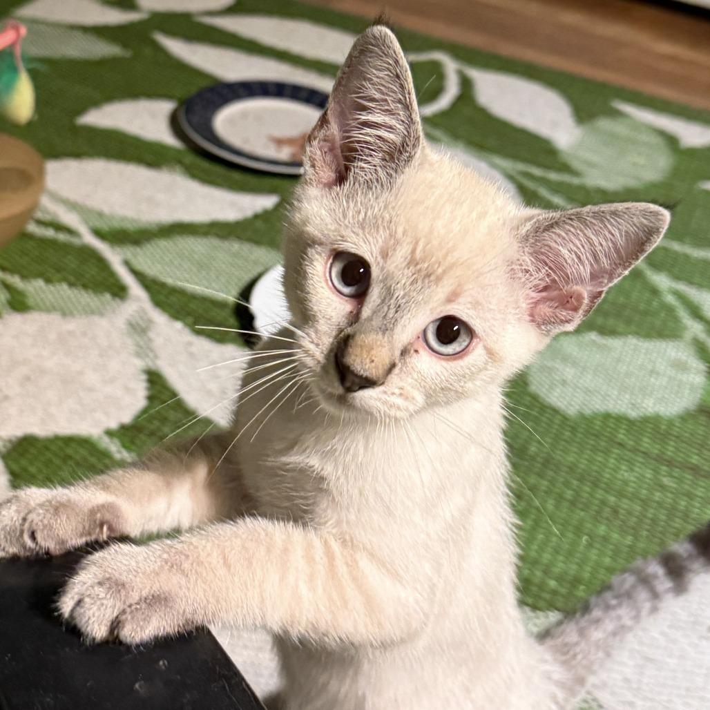 Sunrise, Adoptable, Kitten Male Domestic Short Hair.