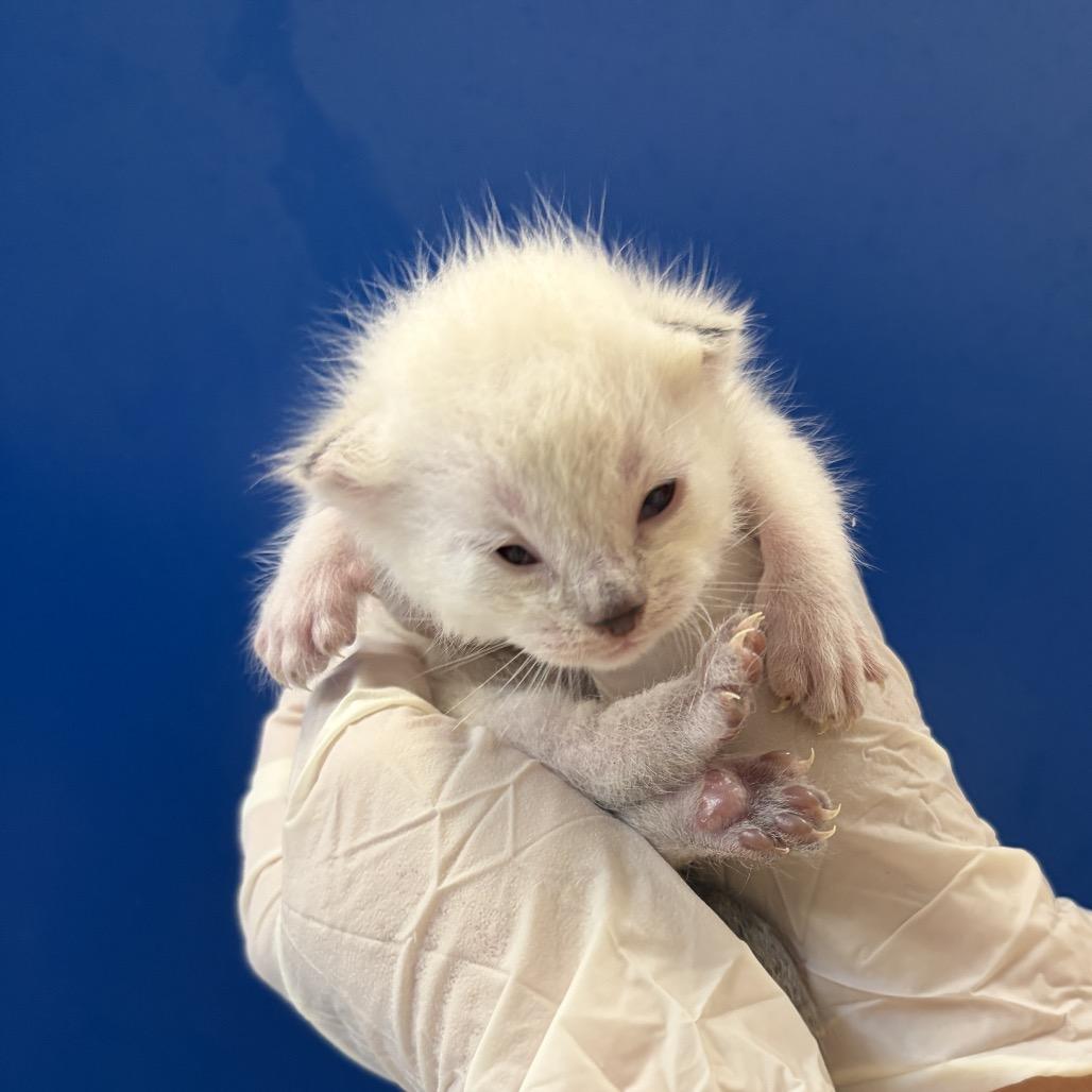 Enlarge Sunrise, a Adoptable Domestic Short Hair in Long Beach, CA image 2/2