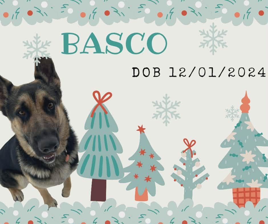 Enlarge Basco, an adopted German Shepherd Dog in Tama, IA image 1/1