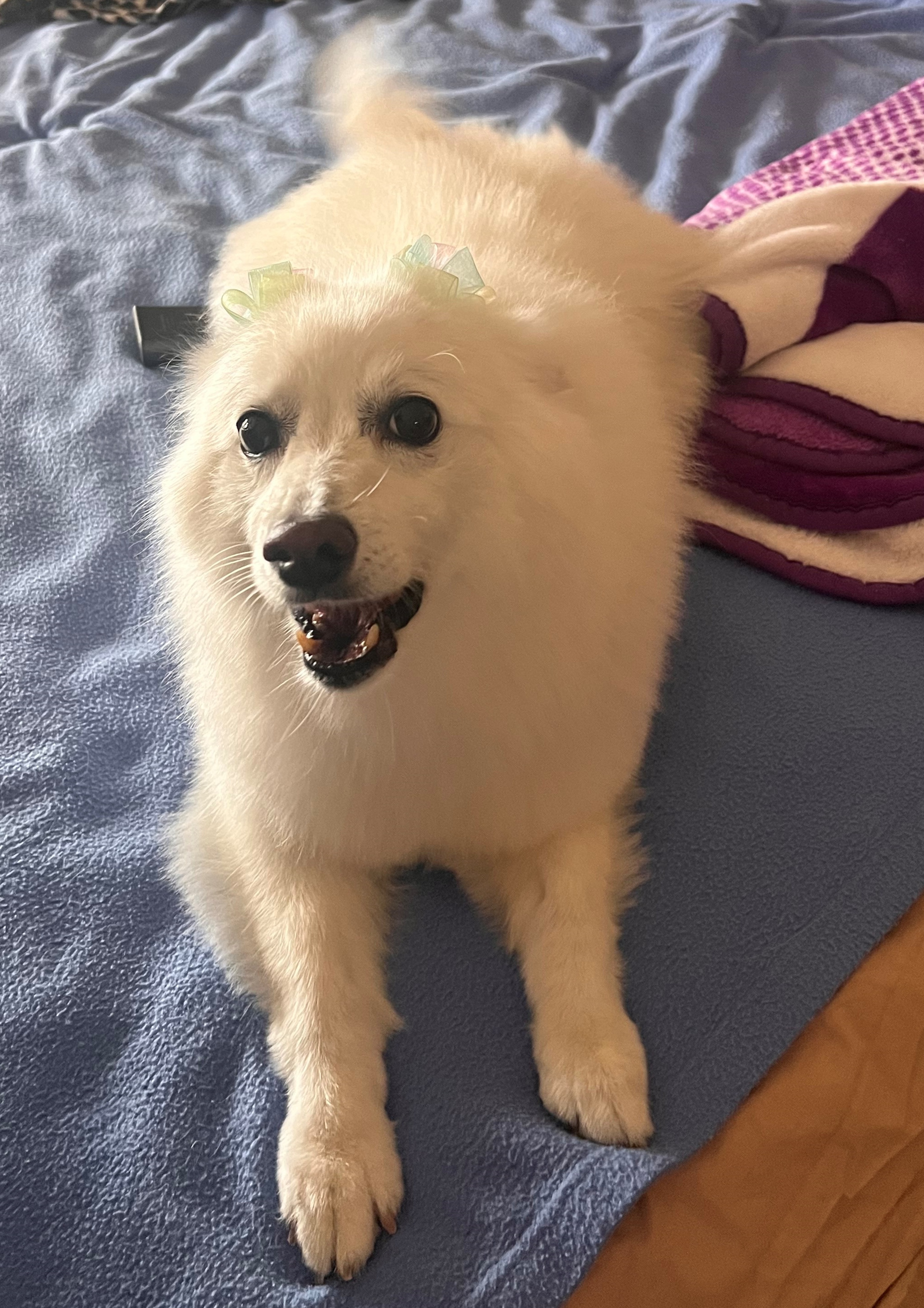 Enlarge Mindy - Special Needs, a Adoptable American Eskimo Dog in Saint Louis, MO image 1/6
