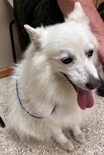 Enlarge Mindy - Special Needs, a Adoptable American Eskimo Dog in Saint Louis, MO image 4/6