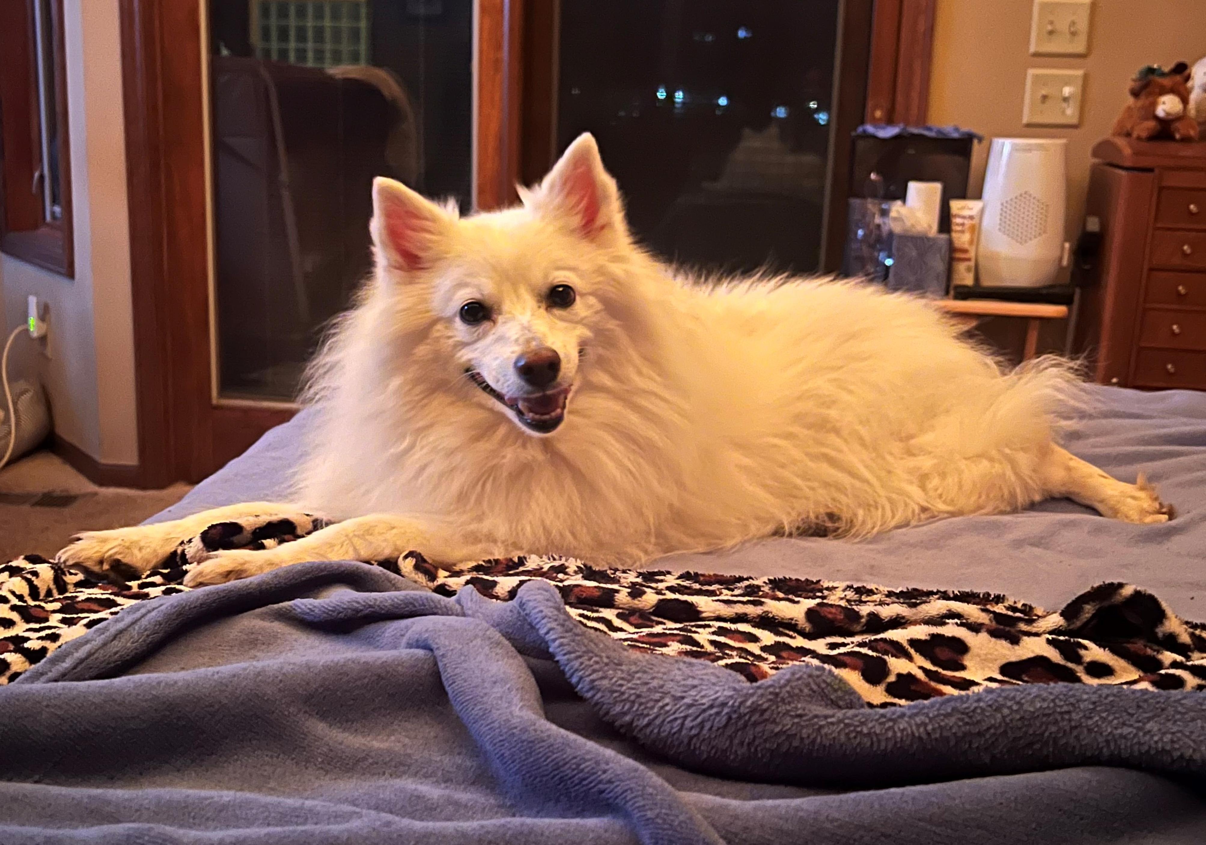 Enlarge Mindy - Special Needs, a Adoptable American Eskimo Dog in Saint Louis, MO image 5/6
