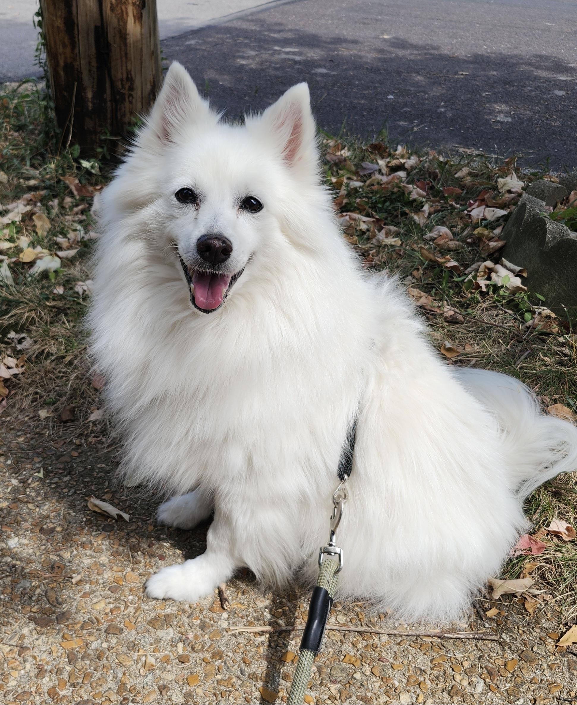Enlarge Mindy - Special Needs, a Adoptable American Eskimo Dog in Saint Louis, MO image 1/6
