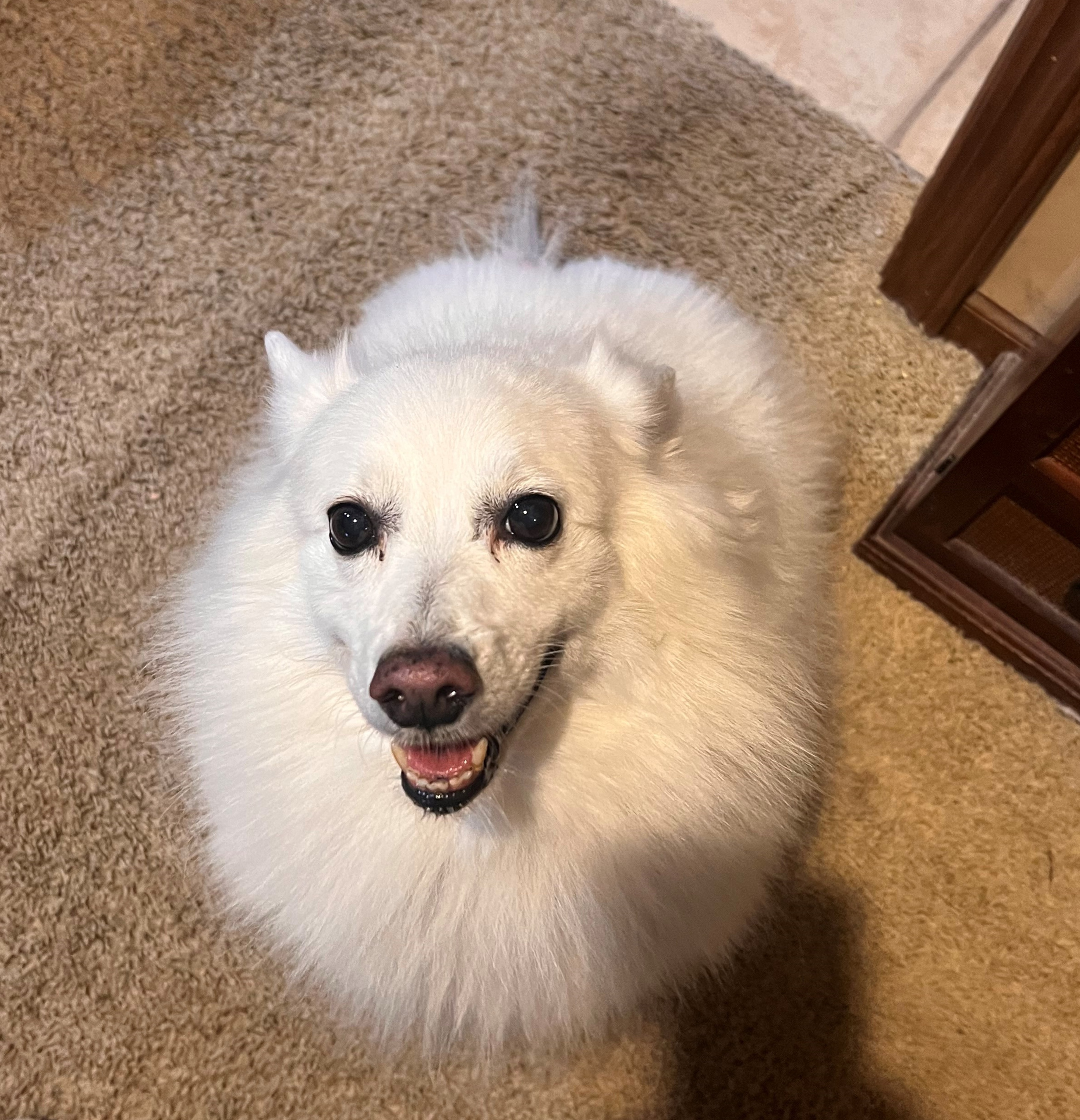 Enlarge Mindy - Special Needs, a Adoptable American Eskimo Dog in Saint Louis, MO image 6/6