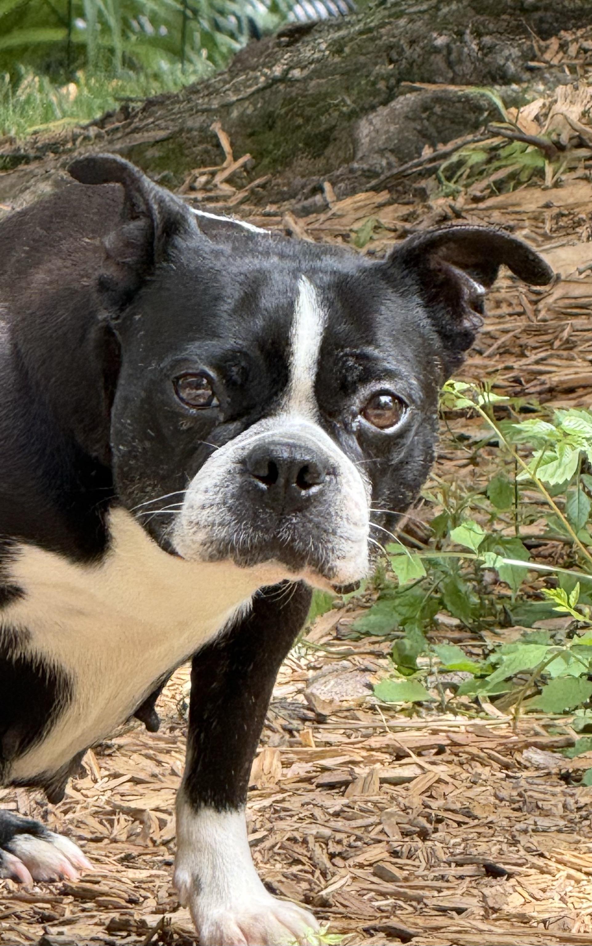 Twila in KS, a ADOPTABLE Boston Terrier in Wichita, KS image 5/6