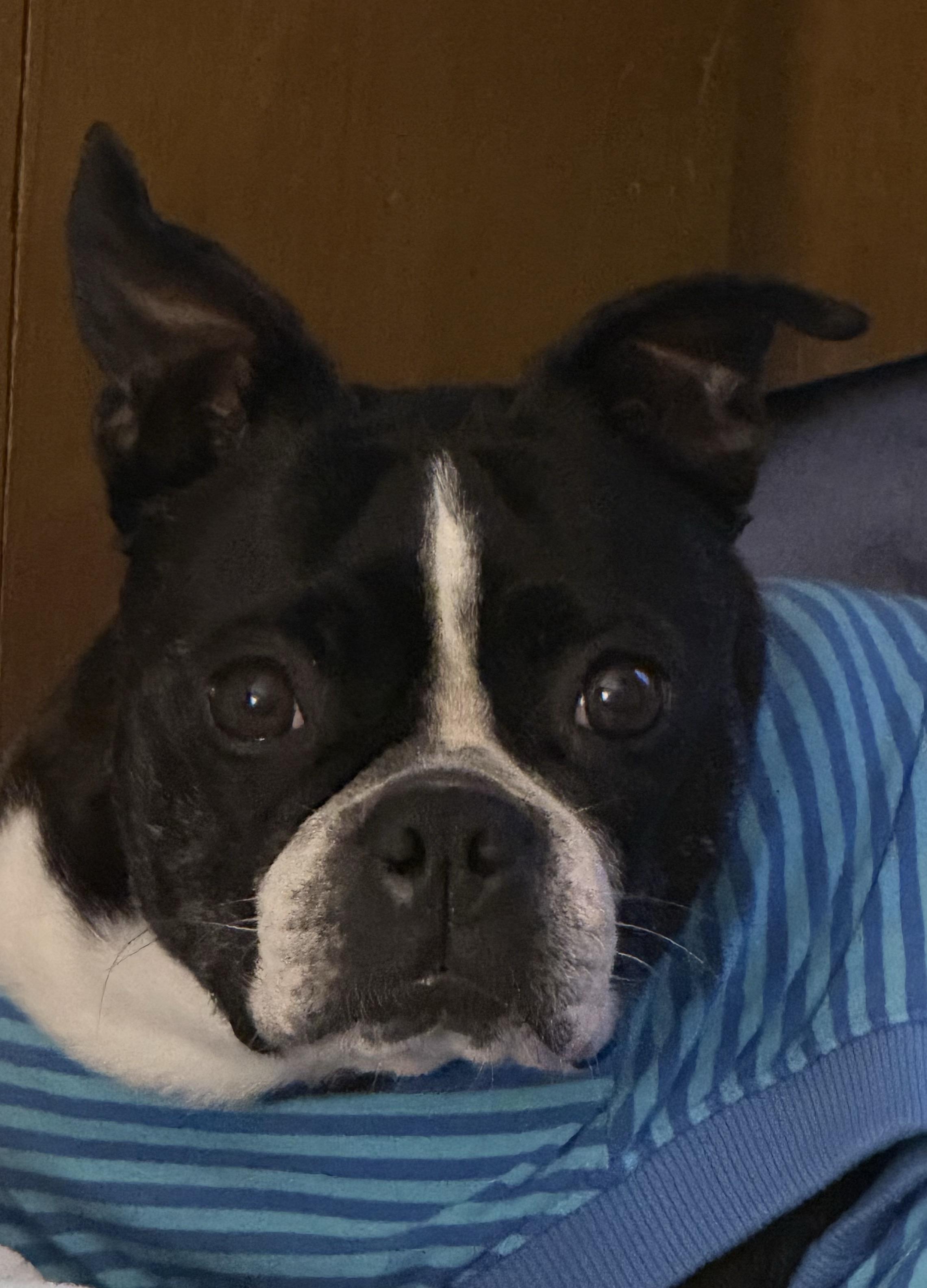 Twila in KS, ADOPTABLE, Adult Female Boston Terrier.