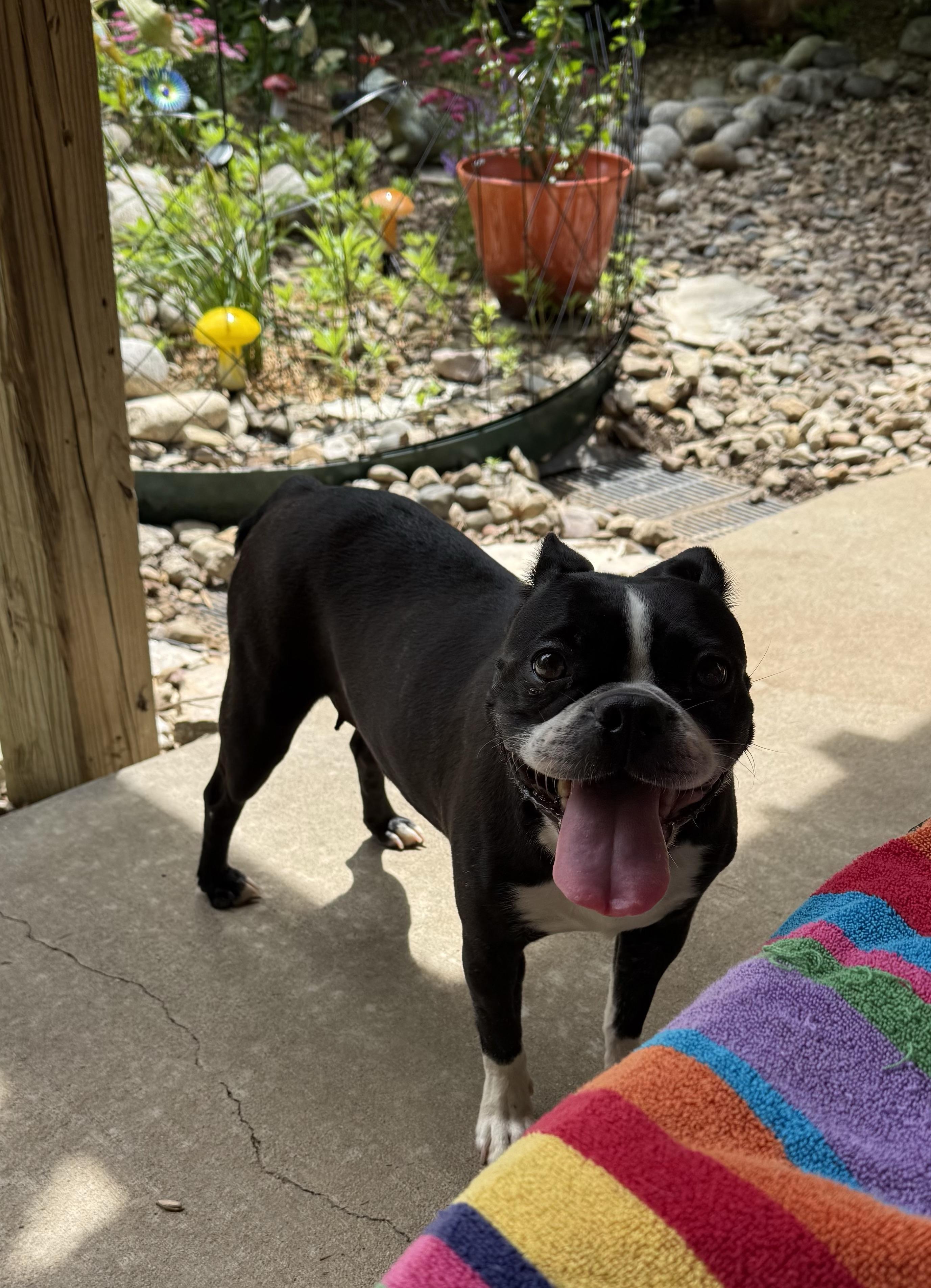 Twila in KS, a ADOPTABLE Boston Terrier in Wichita, KS image 2/6