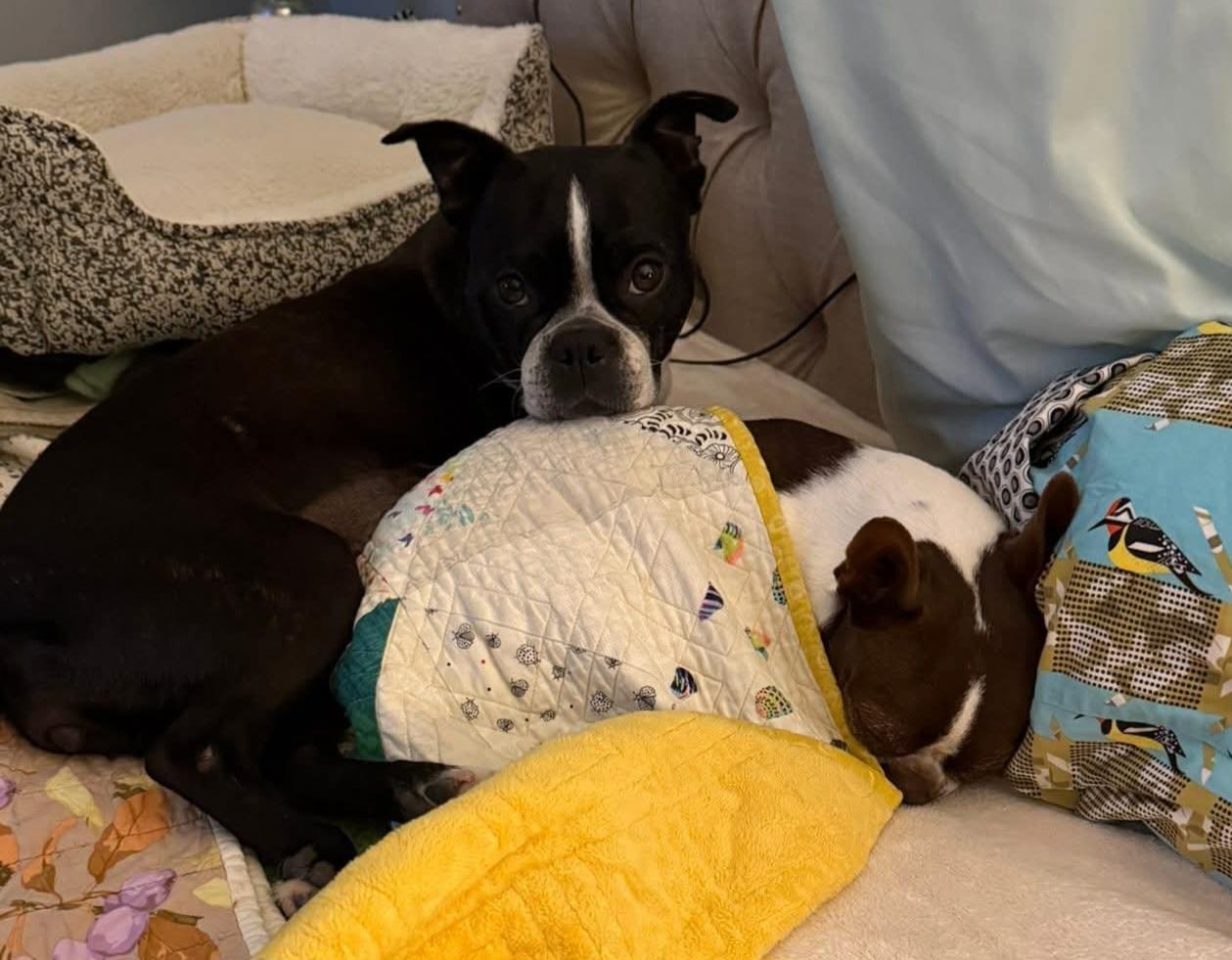 Enlarge Twila - Pending, a ADOPTABLE Boston Terrier in Wichita, KS image 5/6